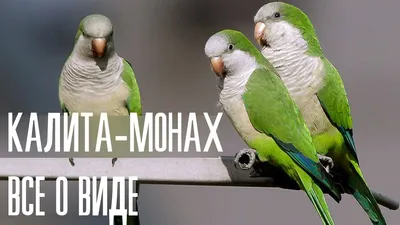 Попугай-монах - Myiopsitta monachus