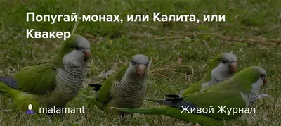 Мокрый Квакерский Попугай Монах Попугай И Рука Женщины — стоковые  фотографии и другие картинки Зоомагазин - iStock