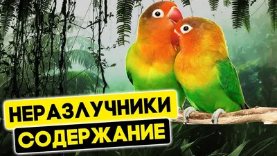 Попугай неразлучник зеленый масковый выкормыш, купить ручного птенца в  питомнике в Москве по выгодной цене, Пернатое царство