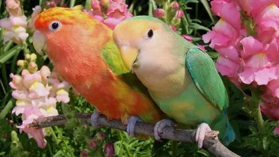 4 TAT - Неразлучники ( lovebird ) попугаи. #Haf_Haf Это одни из самых  популярных видов #попугаев для домашнего содержания. В отличие от  волнистых, эти меньше разговаривают и менее способны к обучению. Они