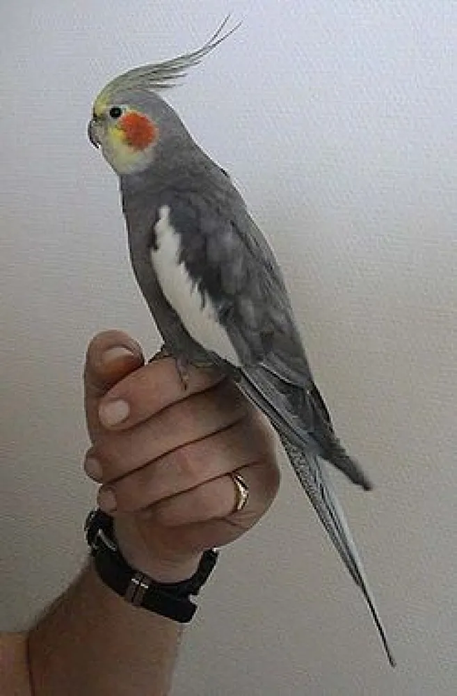 Размер попугая корелла