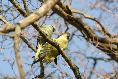 Певчие попугаи. Song parrots. - YouTube