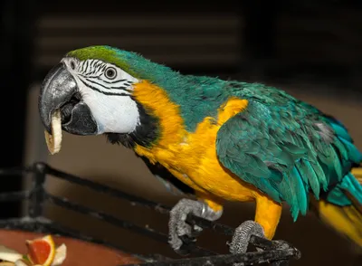 Попугаи - домашние породы - Попугай Жако (African Grey Parrot) Жако, или  серый попугай относится к семейству попугаевые, и на сегодняшний день это  единственный вид из рода тупохвостые попугаи. Такая птица отличается