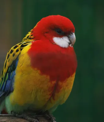 Попугаи розеллы кормят птенцов. Rosella parrots feed their chicks. - YouTube