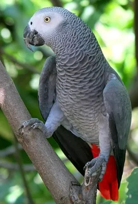 Попугай жако (Psittacus erithacus). | Попугай жако, Домашние птицы, Попугай