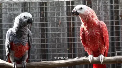 Попугай Жако говорящий птенец ручной., цена Договорная купить в Минске на  Куфаре - Объявление №216991770