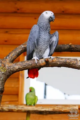 Краснохвостый жако (Psittacus erithacus erithacus) — Зоопарк «Лимпопо» г.  Нижний Новгород – Нижегородский зоопарк