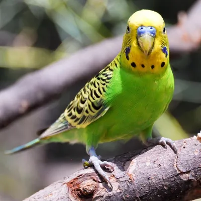 Волнистый попугай Melopsittacus undulatus