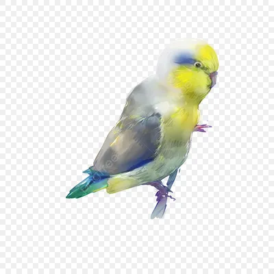 мультфильм дизайн попугай PNG , попугай, дизайн попугай, мультфильм попугай  PNG картинки и пнг PSD рисунок для бесплатной загрузки