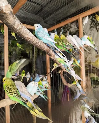 Волнистый попугай — Зоопарк Садгород