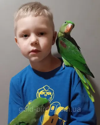 Купить Олександрiйський попугай( Аександрийский попугай), цена 10000 грн —  Prom.ua (ID#556802199)