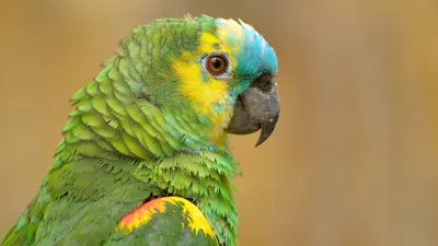 Почему попугай кусается? Причины, что делать, фото и видео - «Как и Почему»