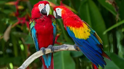 Обои попугай, перья, ветка, экзотика, красные, синие, красный, синий,  parrot, plumage, branch, exotic, red, blue, Животные #885