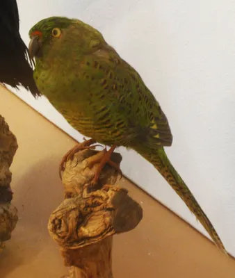 Земляной попугай — Википедия
