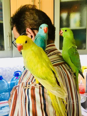 Купить Ожереловый попугай, птенцы выкормыши, большой выбор, цена 3500 грн —  Prom.ua (ID#1092175901)