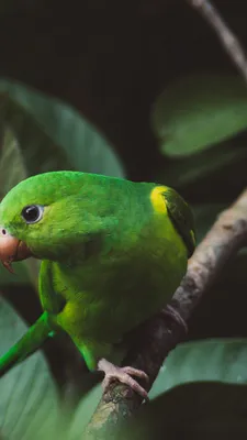 Обои Обычный попугай, волнистый попугайчик, зеленый, лист, клюв на телефон  Android, 1080x1920 картинки и фото бесплатно