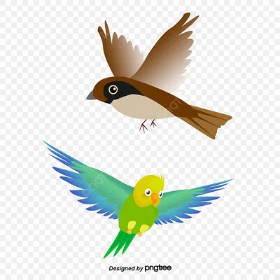 попугай воробей PNG , попугай клипарт, попугай, птица PNG картинки и пнг  PSD рисунок для бесплатной загрузки