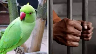 В Индии попугай, ставший свидетелем убийства, выдал преступников полиции
