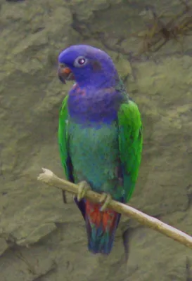 Синеголовый красногузый попугай — Википедия