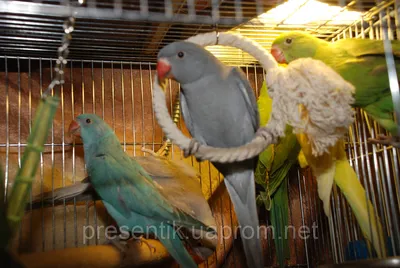 Купить Ожереловый попугай Крамера, Индийский кольчатый попугай - все  окрасы, цена 3500 грн — Prom.ua (ID#1145092182)