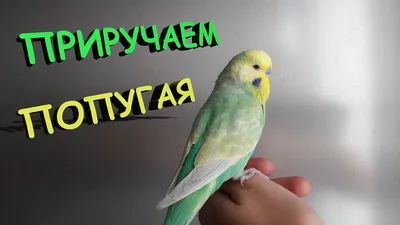 📚 🐥 Как приручить волнистого попугая? - YouTube