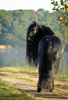 Pin by вера кулагина on Фризская порода лошадей | Friesian, Friesian horse,  Horse breeds