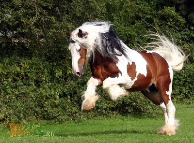 Pavlivskiy” Pasze Dla koni - Особенности пород лошадей🐎 Лошади одни из  самых грациозных млекопитающих. Сегодня мы расскажем о особенностях пород 1  Фризская лошадь ▪️Порода лошадей, выведена в Фрисландии на севере  Нидерландов ▪️Фризы