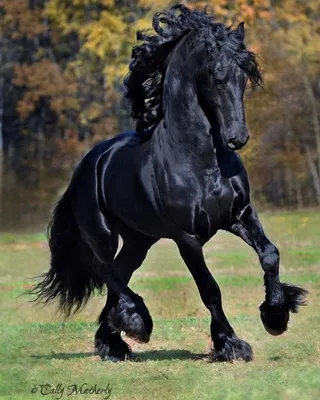 Beautiful horses