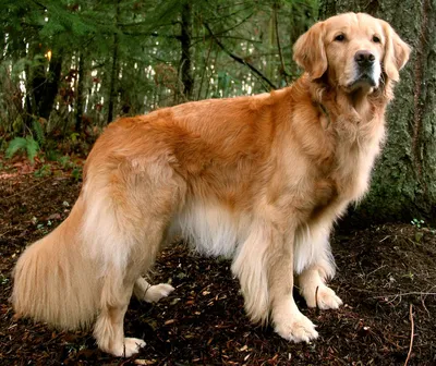 Косметика Bio-Groom для собак породы Золотистый ретривер