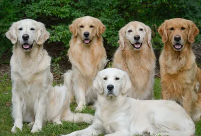 Золотистый ретривер (Golden Retriever) - это умная, энергичная и  дружелюбная порода собак. Фото, описание, цены, отзывы владельцев.