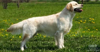 Золотистый ретривер: описание 🐕 породы, характер, фото - Гульдог