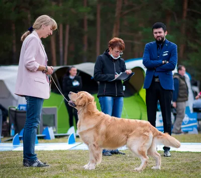 Золотистый ретривер: фото и описание собаки - Purina ONE®