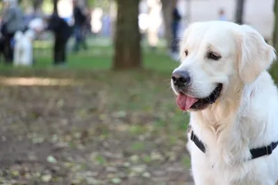 Сухой корм Royal Canin Golden Retriever Junior для щенков породы голден- ретривер – Корм для собак