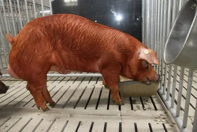 Порода свиней дюрок фото