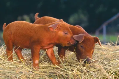 Direct.Farm - 🐖Порода свиней ДЮРОК ⠀ В настоящее время... | Facebook