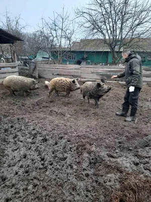 Полісся | З мангалиці — іспанський хамон, з дюрка — мармурові стейки