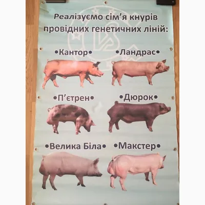 Характерные особенности породы свиней Дюрок — avamarket.com.ua