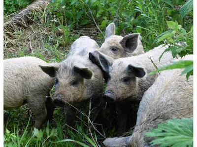 Шерстистая свинья породы Мангалица или «овечья свинья» (лат. Mangalitza) –  Интересные животные