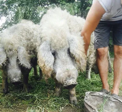 Необычных свиней породы венгерская мангалица держат в одном из хозяйств  Забайкалья