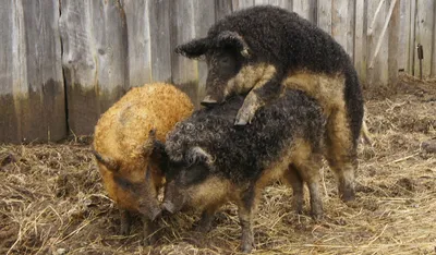 Фестиваль мангалицы в Будапеште / BUDAPESTI MANGALICA FESZTIVÁL - Старá  каламáрка