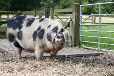 Порода свиней пьетрен фото