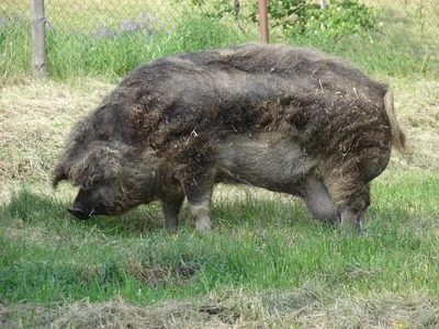 Порода свиней венгерская мангалица фото