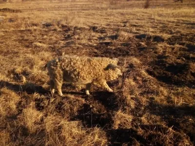 Мангалиця — Вікіпедія