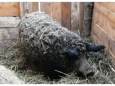 Шерстистая свинья породы Мангалица или «овечья свинья» (лат. Mangalitza) –  Интересные животные