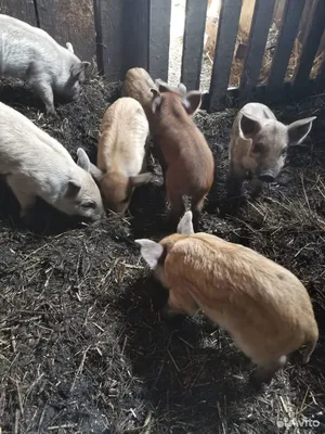 Фестиваль мангалицы в Будапеште / BUDAPESTI MANGALICA FESZTIVÁL - Старá  каламáрка