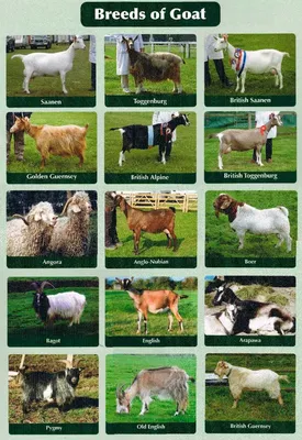 Породы Коз, Козы разных пород, Молочные породы коз, Goat Breeds, Different  Breeds of Goats | Goat farming, Keeping goats, Raising goats