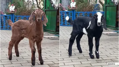 Козы породы камори поселились в зоосаде великоустюгского Деда Мороза