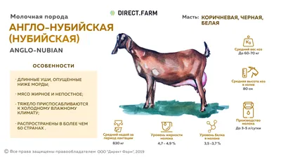 Продам коз Англо-нубийской породы 100%, Харьков: Козы, козлята на Agronet