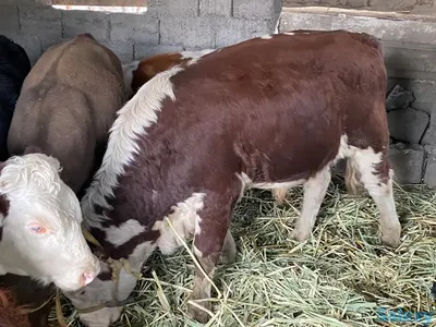 Семя быков производителей Аулиекольской породы купить в Косшы