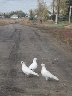 Голуби разные породы